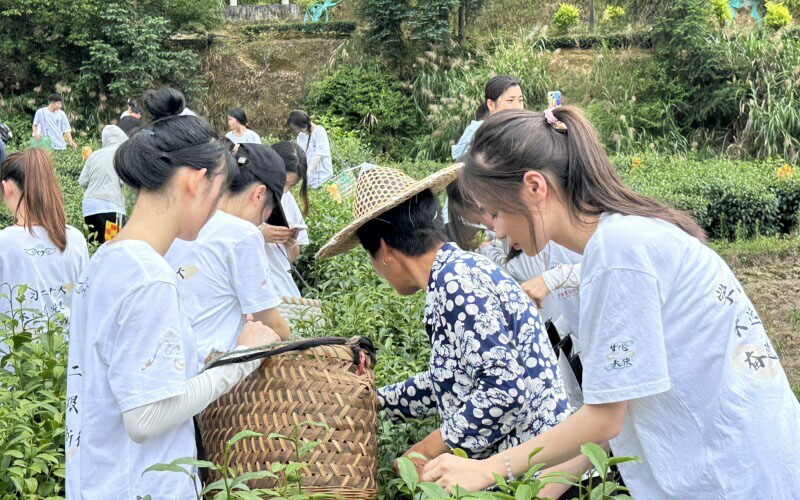 閩衛(wèi)院學子三下鄉(xiāng)：體驗古法制茶技術，品味“下黨的味道”，感受鄉(xiāng)村振興文化