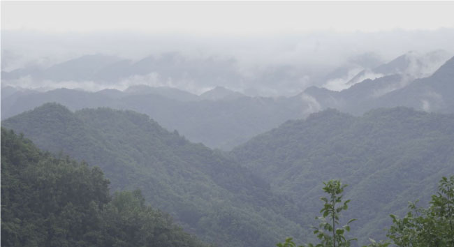 茶韻悠長(zhǎng)，鄉(xiāng)村振興丨“茶韻信使”三下鄉(xiāng)暑期社會(huì)實(shí)踐隊(duì)走訪龍鳳山茶葉專(zhuān)業(yè)合作社茶園