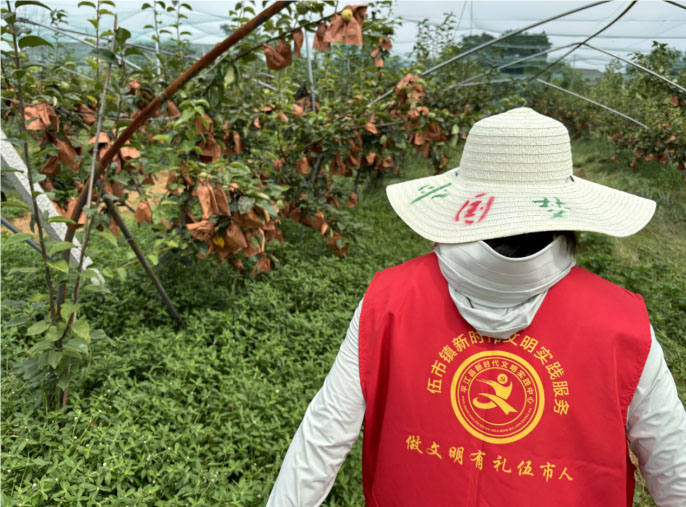 平江長(zhǎng)坡梨采摘季，"果韻飄湘"團(tuán)隊(duì)貢獻(xiàn)青春力量