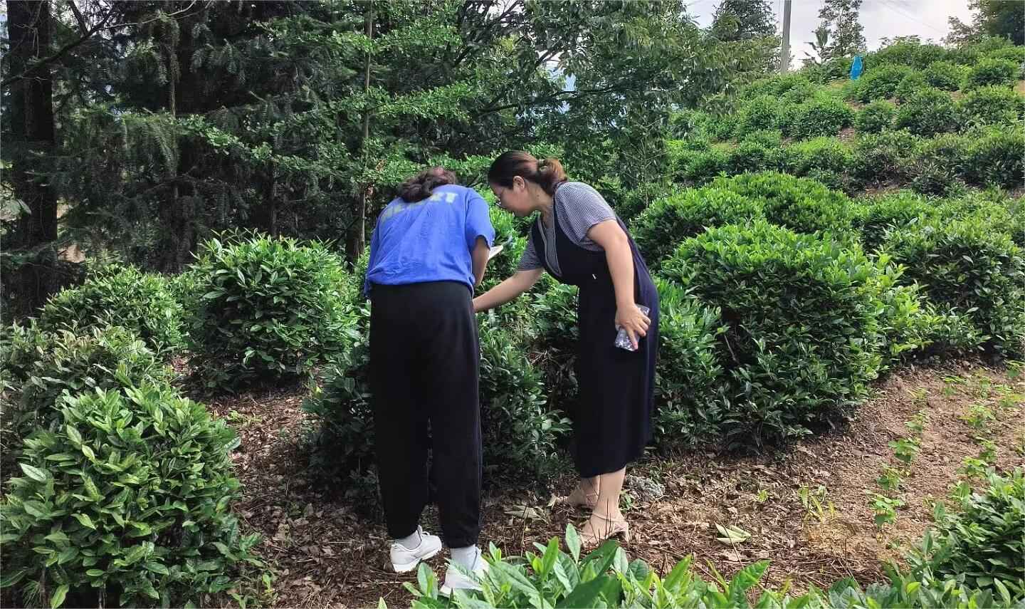 山東大學(xué)（威海）茶韻徽風(fēng)調(diào)研團——茶香繞徽州，茶鄉(xiāng)旅致富